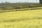 Corn and vine in Beaujolais, Burgundy, France