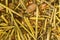 Corn waste and chaff. Indian corn. Closeup. Background. Macro image can be used as background.