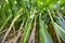 A Corn Zea mays on a field