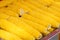 Corncob closeup -  cooked, yellow corn for sale