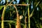 Corncob - Corn plant on the cornfield with Corn smut, Huitlacoche corn blight