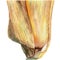 Corncob. Hand drawn watercolor painting on white background, illustration