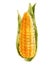 Corncob with leaf. Hand drawn watercolor painting on white background. Handdrawing illustration