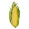Corncob with leaves. Hand drawn watercolor illustration on white background. Watercolor handdrawn illustration.
