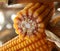 Corncob of maize - Zea Mays