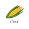 Corncob vector illustration. Corn sign in cartoon style. Logo isolated on white background