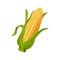 Corncob vector illustration isolated on white background.