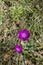 Corncockle, gith or Agrostemma githago often meet wild purple flower, Lozen mountain