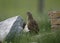 Corncrake, Crex crex