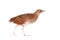 Corncrake or Landrail, Crex crex, on white