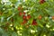 Cornelian cherries or dogwood ripening on the branch.