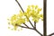 Cornelian Cherry Blossoms