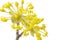 Cornelian Cherry Blossoms