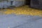 Corner of an asphalt parking lot between two old gray buildings, bright yellow fall leaves in urban landscape