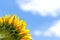 Corner close-up of sunflower leaves on blue sky background