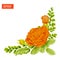 Corner composition. Orange rose flowers with leaves, buds and fern
