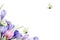 Corner frame of fantasy purple and pink crocus flowers with leaves and yellow lemongrass butterflies isolated on a white