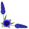 Corner with hyacinths of muscarinic blue grapes and anemone flower on a white background.