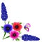 Corner with hyacinths of muscarinic blue grapes and anemones with a butterfly on a white background.