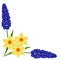 Corner with hyacinths of muscarinic blue grapes and daffodil on a white background.