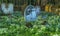 Corner of sunlit graveyard, carpeted with snowdrops.