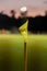 Cornerflag in football stadion with floodlight in the evening