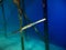 Cornetfish