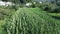 Cornfield aerial view. Agricultural field aerial view.