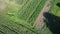 Cornfield aerial view. Agricultural field aerial view. Sustainable agriculture.