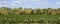 Cornfield Against a Blue Sky