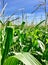 Cornfield against a bright blue sky