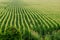 Cornfield background