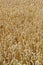 Cornfield background brown 2