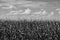 Cornfield background sky and clouds in black and white photo