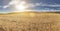 Cornfield in Bardenas Reales