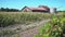 Cornfield and Barn dolly shot 4K UHD