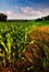 Cornfield and barn on a farm field in rural countryside