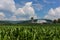 Cornfield With Barn, Mountains, and Fluffy Clouds