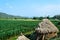 Cornfield behind the mountains in the evening.