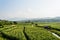 Cornfield behind the mountains in the evening.