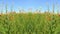 Cornfield with blue sky in Bavaria and field flowers