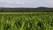 Cornfield with blue sky and country background