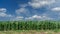 Cornfield on blue summer sky white clouds