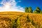 Cornfield with bright sun in the background