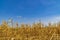 Cornfield brown color dried with the blue sky background