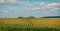 The cornfield,captured on an August day