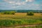 The cornfield,captured on an August day