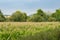 Cornfield with the citadel