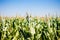 Cornfield with a clear blue sky captured during the sunny weather