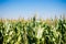 Cornfield with a clear sky captured during the sunshine